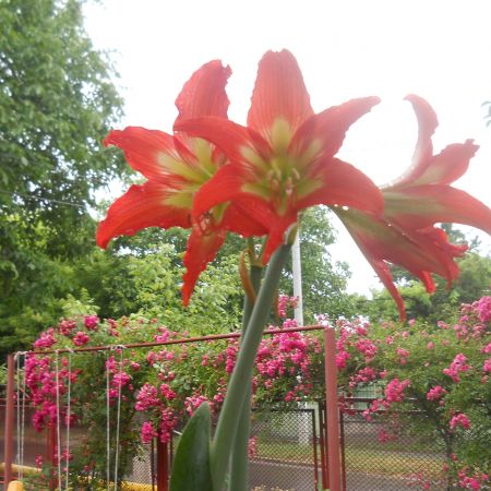 amaryllis si trandafiri cataratori